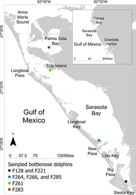 Microplastics in gastric samples from common bottlenose dolphins (Tursiops truncatus) residing in Sarasota Bay FL (USA)